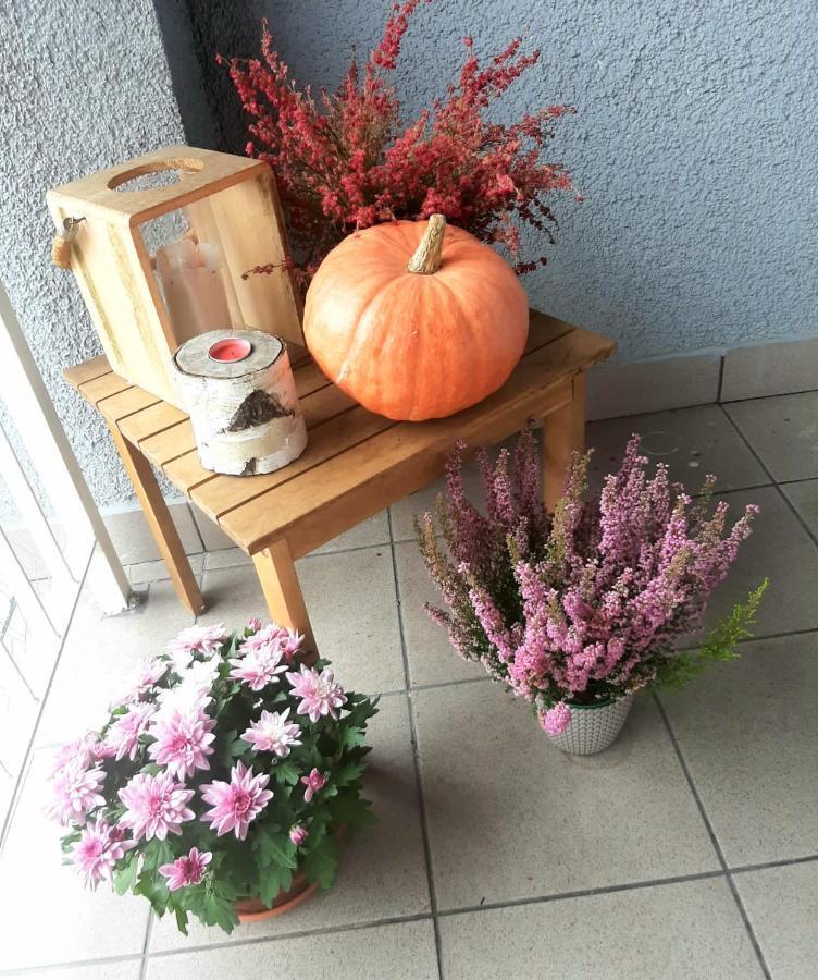Stary Toruń Apartamenty Koci Ogon מראה חיצוני תמונה